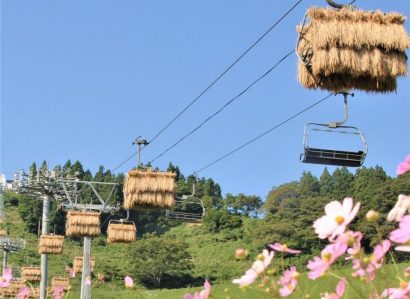 全国のスキー場では唯一の石打丸山スキー場の秋の新風景、コシヒカリ「天空米」