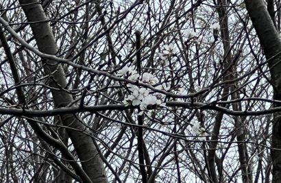 【コラム】秋にサクラが開花！？　新潟県上越市で季節外れの「狂い咲き」