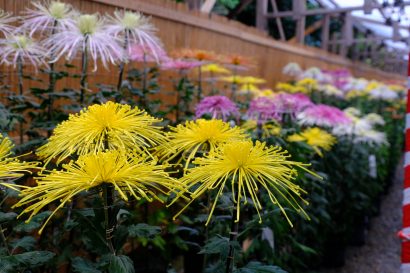 彌彦神社（新潟県弥彦村）で今年も「菊まつり」が開催