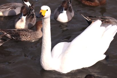 【再掲載】「こーい、こいこーい」という独特な掛け声で白鳥を呼ぶ「白鳥おじさん」が瓢湖で餌やり【動画あり】