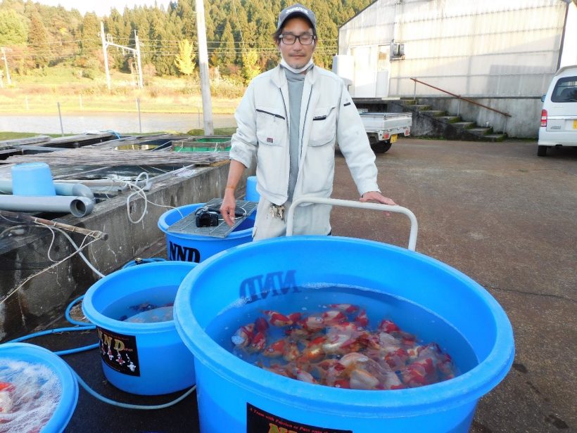 連載】長岡が世界へ誇る養鯉業（上） 玉サバ、世界を駆け巡る（株式会社 錦鯉新潟ダイレクト） | 新潟県内のニュース