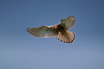 新潟県胎内市で回収されたハヤブサから高病原性鳥インフルエンザ（H５亜型）検出