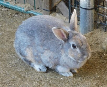 「今年はわたし達の年よ」悠久山小動物園のウサギ、健やかに　同園管理員・五十嵐伸吾さんから話を聞いてみた