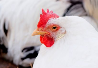 【鳥インフルエンザ】新潟県上越市の養鶏場でパトロールした結果、野鳥の大量死などの異常は確認されず