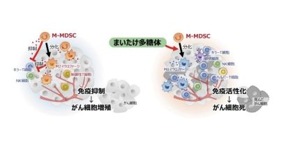 雪国まいたけ（新潟県南魚沼市）と神戸薬科大学、マイタケの抗癌作用のメカニズムを解明