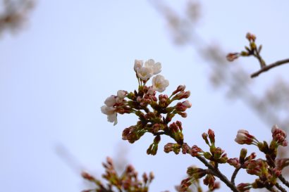 【観測史上最速】新潟市中央区の桜が開花、平年より１２日早く