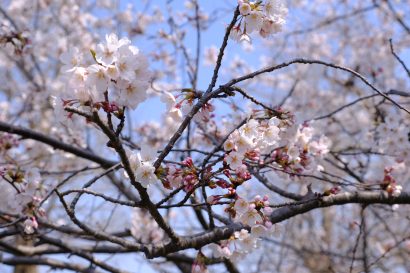 【専門学校進学や就職は微減】県内の高校生の大学進学率は約2％増、新潟県「令和5年度学校基本調査結果」