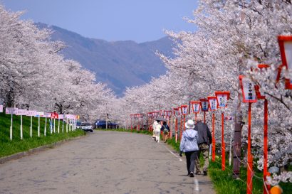 【3月後半から開催】新潟県燕市の「桜まつり」、桜の開花に合わせ例年より早く、「おいらん道中」は4月7日に実施