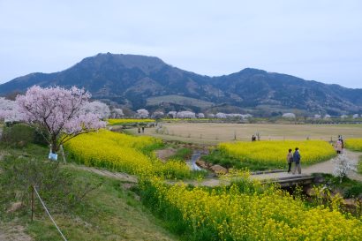 【写真コラム】桜、菜の花、角田山、色とりどりの春が水面に映る上堰潟公園（新潟市西蒲区）