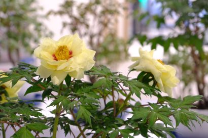 新潟駅にこれから見頃を迎える牡丹を展示、五泉市が「花のまち」をPR【動画あり】