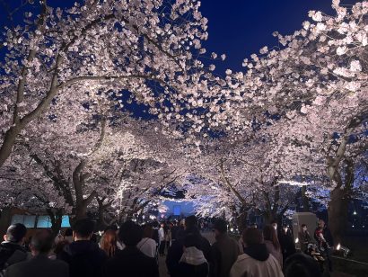 高田城址公園（新潟県上越市）の観桜会、来場者数が昨年比1万人以上増、飲食制限解除などで