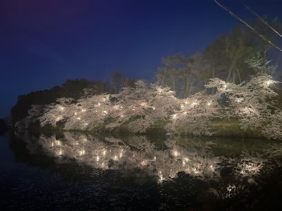 【写真コラム】日本３大夜桜「第98回高田城址公園観桜会」が幻想的にライトアップ　4,000本の桜、3,000個のぼんぼり【動画あり】