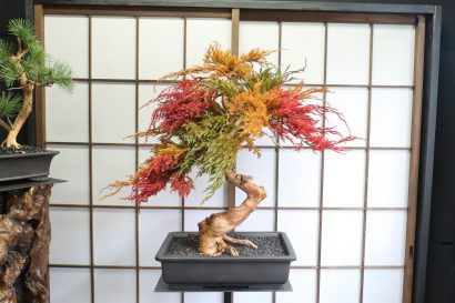 【独自】持続可能な盆栽「ART MIX BONSAI」が彩る空間演出、インテリア盆栽作家のSANOYOI－咲の宵－ 髙井一平氏インタビュー【動画あり】