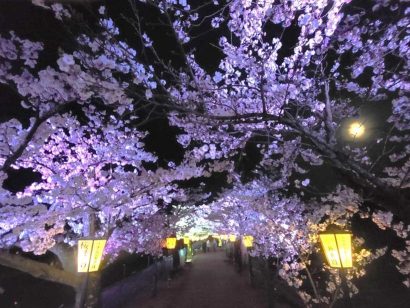 【写真コラム】今年も満開　白鳥が渡来する瓢湖あやめ園の桜まつり（新潟県阿賀野市）