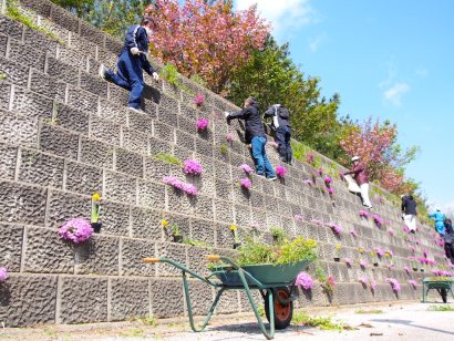 【村上新聞】瀬波温泉で色彩豊かなおもてなし〜温泉地協力企業らが植栽活動15年目