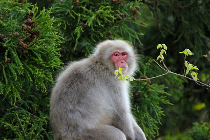 新潟市秋葉区でサルの目撃情報、区役所から注意喚起の呼びかけ