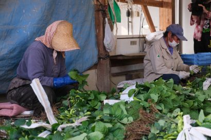 新潟県弥彦村のブランド枝豆「弥彦むすめ」収穫がピーク、今年は好天により味も収量も良好【動画あり】