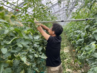 【独自】新潟県上越市の久保田農園でトマトの収穫がピーク　「トマトすき焼きもおすすめ」