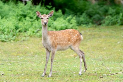 【海側の方に逃げていった】新潟市西蒲区でシカの目撃情報