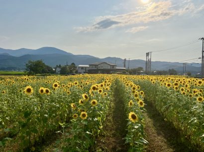 【天気予報】7月24日は引き続き高気圧に覆われるが、湿った空気の影響を受ける見込み