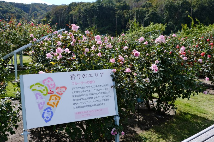 写真コラム】秋を彩る鮮やかなバラとコスモス、国営越後丘陵公園（新潟