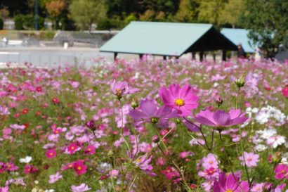 【写真コラム】秋を彩る鮮やかなバラとコスモス、国営越後丘陵公園（新潟県長岡市）　バラはこれから見頃に