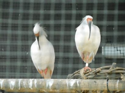 トキのつがいを新たに公開。それに併せて2匹の名前も募集（新潟県長岡市）