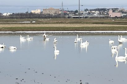 【天気予報】2月1日の新潟県は前線や寒気の影響を受ける見込み