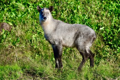 【小学校裏の田んぼで･･･】新潟県新発田市でカモシカが目撃される