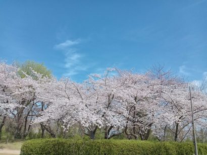 【天気予報】4月11日の新潟県内は高気圧に覆われて晴れ、昼過ぎから時々くもり