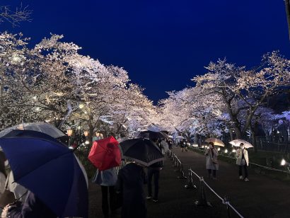 【ついに満開に】日本三大夜桜の高田城址公園　雨の中ソメイヨシノが咲き誇る