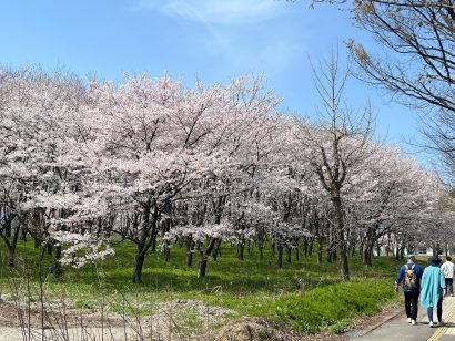 【天気予報】4月14日の新潟県内、引き続き高気圧に覆われて晴れ