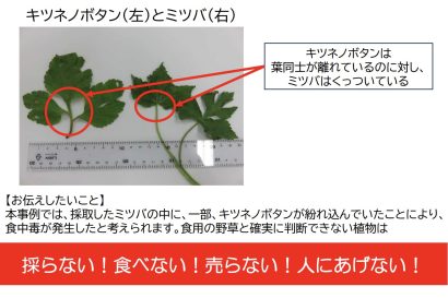 【ミツバと間違えて卵とじに】貰った野草にキツネノボタンが混入、食中毒で2人が入院　新潟市が注意喚起