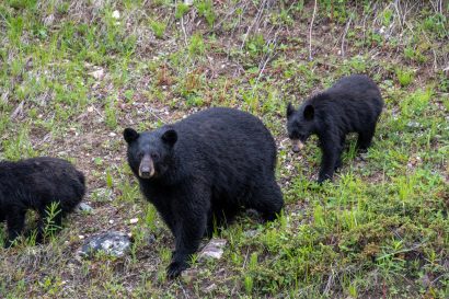 【クマ目撃情報】長岡市でランニング中の高校生が遭遇、近くには公園も