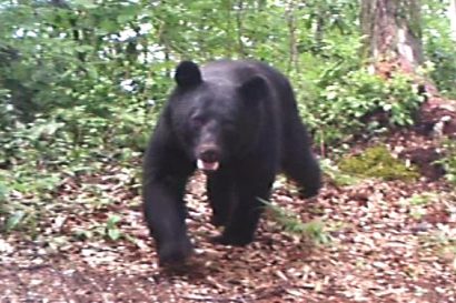 【神社付近に出没】新潟県長岡市でクマの目撃情報、昼には付近に痕跡