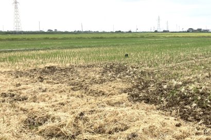 【トラクターに轢かれたか】新潟市秋葉区内の田んぼで血を流した状態で倒れている男性を発見、搬送先の病院で死亡を確認