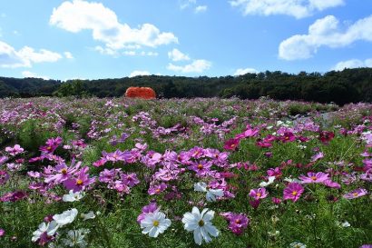 【イベント】国営越後丘陵公園（新潟県長岡市）でコスモスまつりを開催　9月21日から