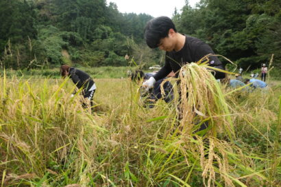 岩塚製菓（新潟県長岡市）が自然栽培米「天神谷米」を収穫、新入社員も手作業で稲刈り