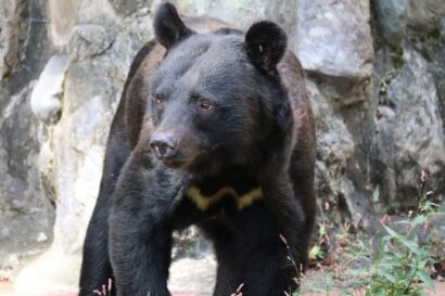 【自宅の敷地内に】魚沼市穴沢地区で体長1mのクマ出没、注意呼び掛ける